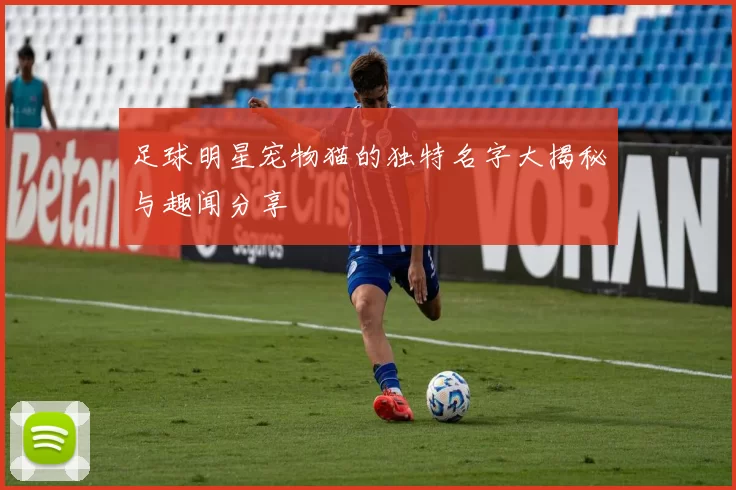 足球明星宠物猫的独特名字大揭秘与趣闻分享