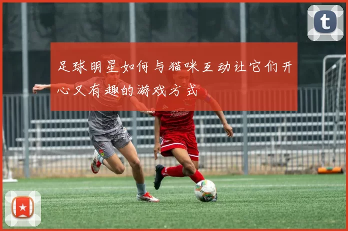 足球明星如何与猫咪互动让它们开心又有趣的游戏方式