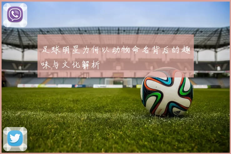 足球明星为何以动物命名背后的趣味与文化解析